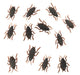 FAVOUR COCKROACH 12PK